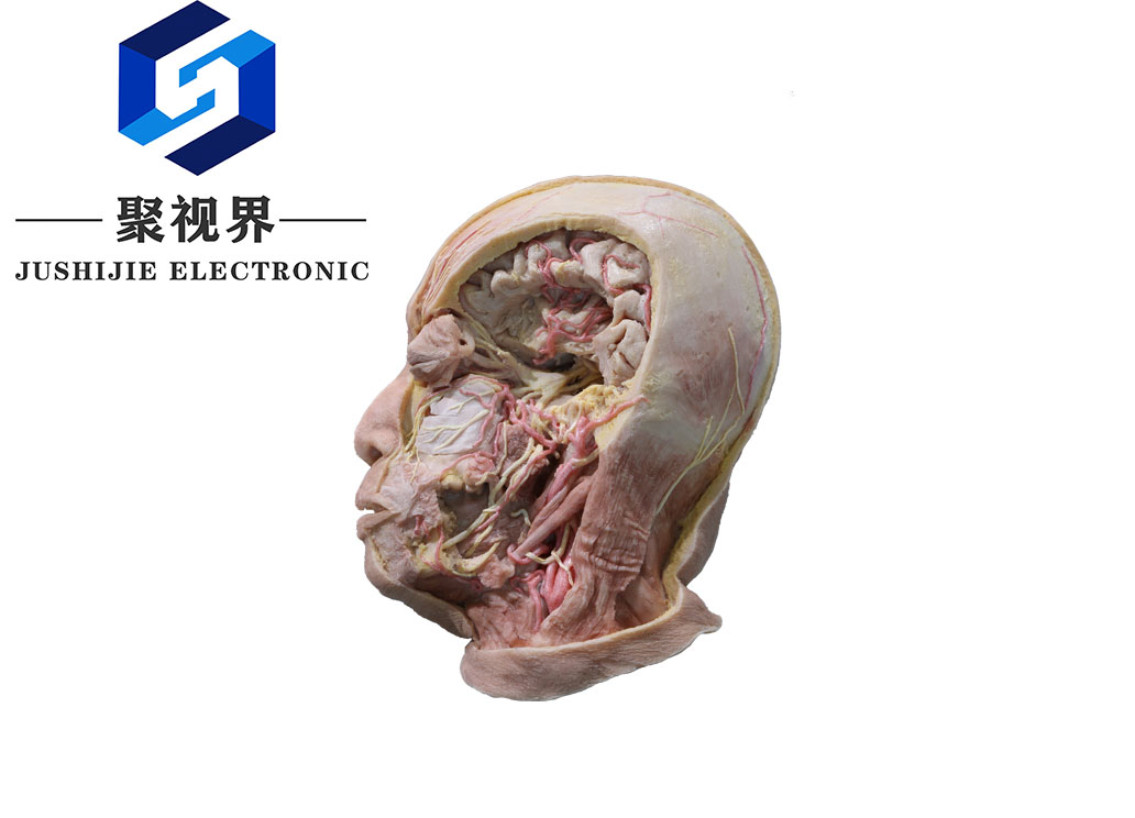 高仿真人体塑化解剖标本